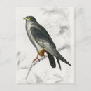 Search for foot postcards Bird