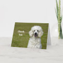 Search for white poodle cards Canine