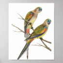 Search for vintage bird illustrations posters Parrot