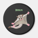 Search for marsupial magnets Sugar glider
