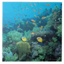Search for coral reef tiles Swimming