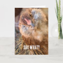 Search for amber cards Animal