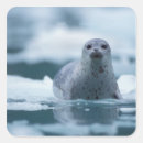 Search for phoca Marine mammal
