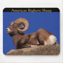 Search for sheep mousepads Wildlife