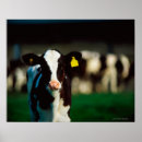 Search for holstein posters Animal