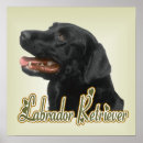Search for black lab retriever dog posters Labs