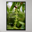 Search for nectar Blossoms