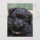 Search for spitz dog postcards Puppy