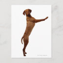 Search for vizsla postcards Pointer