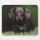 Search for animal collar mousepads Colour image