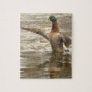 Search for mallard duck puzzles Animals