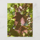 Search for woodsy postcards Trees