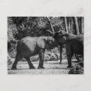 Search for elephant postcards Adorable