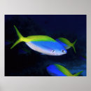 Search for neon fish art Nature