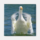 Search for ducks magnets Animals