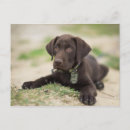 Search for labrador retriever dog postcards Usa