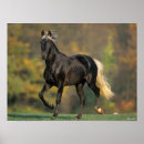 Search for rocky mountain horse Autumn