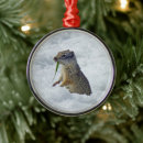 Search for ground squirrel Wildlife