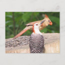 Search for sharing postcards Birds