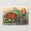 Search for hogs postcards Nature