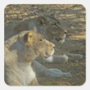 Search for lion picture stickers Animal
