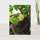 Search for toucan cards Jungle