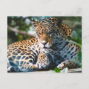 Search for zoo leopard postcards Big cat