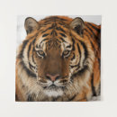 Search for siberian art Eyes