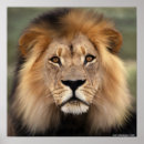 Search for lion photography posters Wild animal