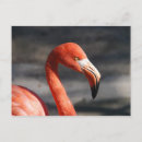 Search for flamingo picture postcards Nature