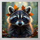 Search for racoon posters Cute
