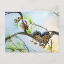 Search for cute owl postcards Baby owls