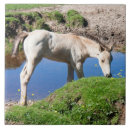 Search for dun Buckskin