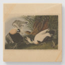 Search for common coasters Bird