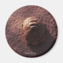 Search for turtle image magnets Tortoise