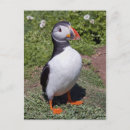 Search for auk postcards Atlantic