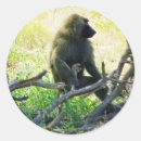 Search for baboon stickers Monkey