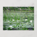 Search for weeds horizontal postcards White