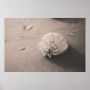 Search for pictures of seashells posters Outdoors