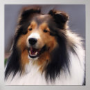 Search for sheltie art Shetland sheepdog