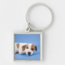 Search for dog sleeping key rings Lying down