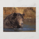 Search for steve kazlowski postcards Portrait