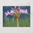 Search for foreground postcards Flower