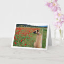 Search for cur cards Canine