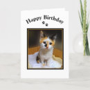Search for calico kitten cards Cat