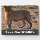 Search for wildlife plaques Lion