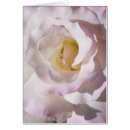 Search for peace rose postcards Pink