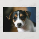 Search for terrier puppy postcards Cute