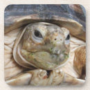 Search for sulcata African spurred tortoise