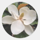 Search for magnolia tree stickers Bloom